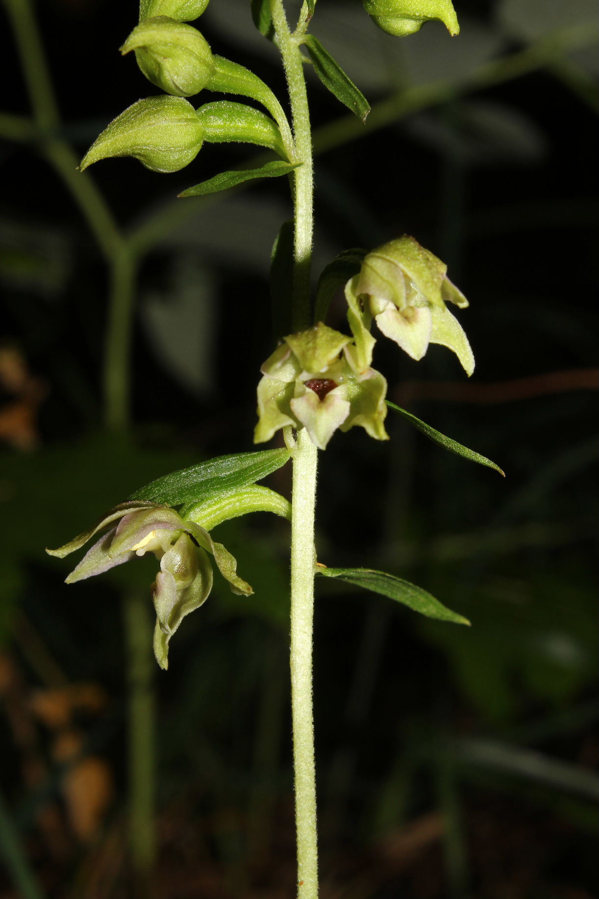 Epipactis muelleri ??